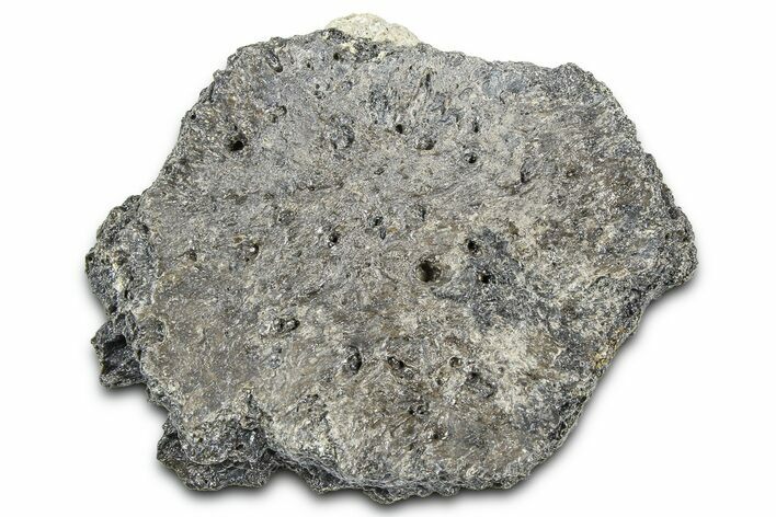 Fossil Glyptodont (Glyptotherium) Bony Armor Osteoderm - Florida #362348